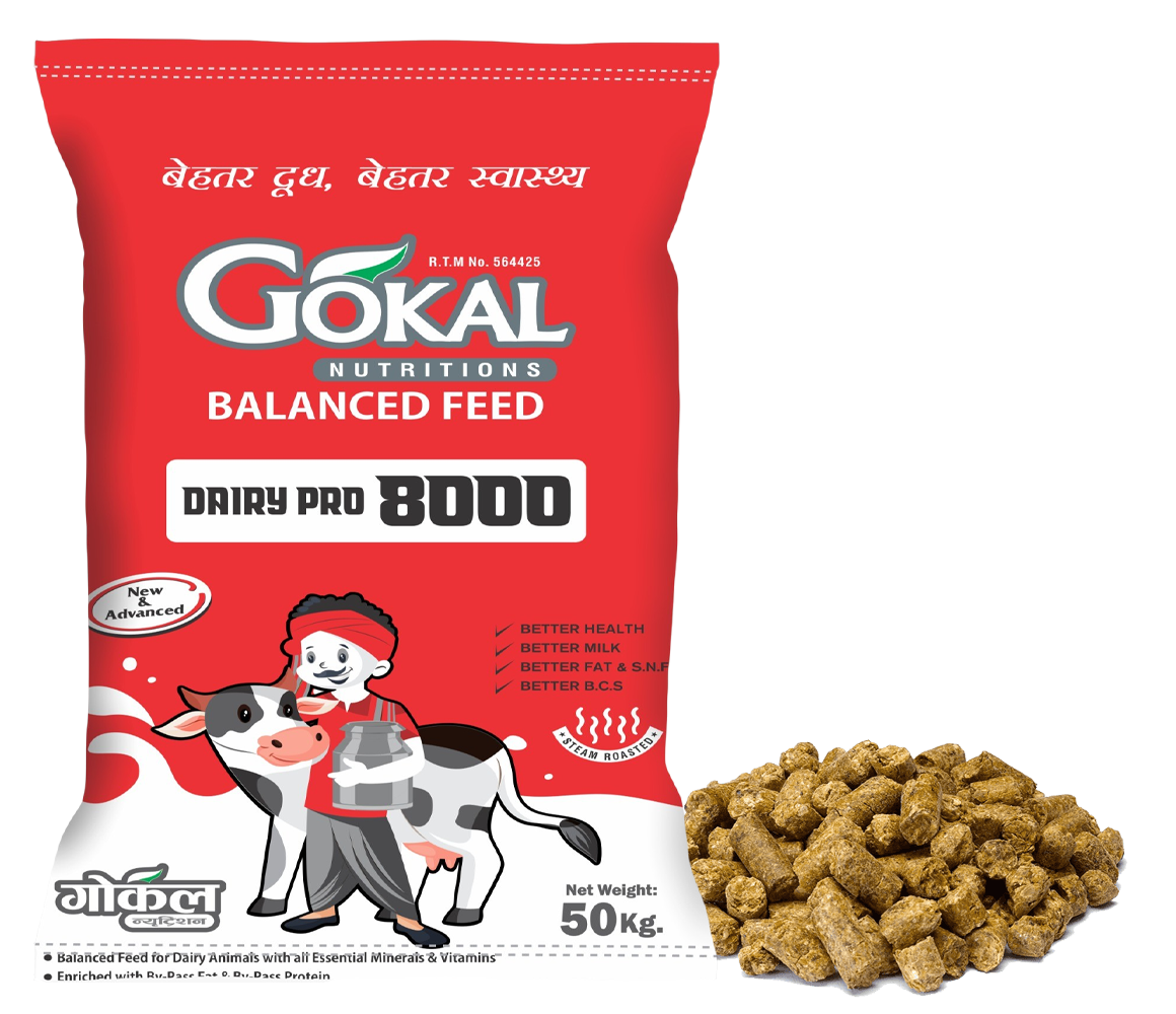 Gokal Cattle Feed - Dairy Pro 8000