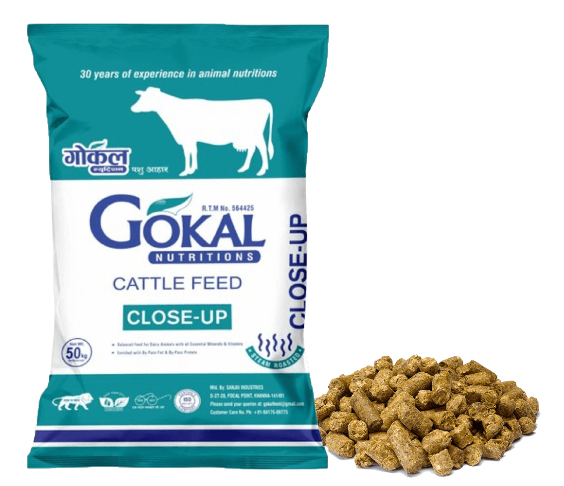 Gokal Cattle Feed - Gokal Close up